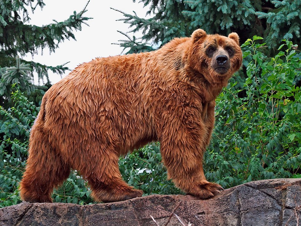 Kodiak Bear